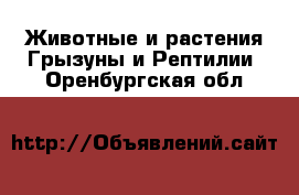 Животные и растения Грызуны и Рептилии. Оренбургская обл.